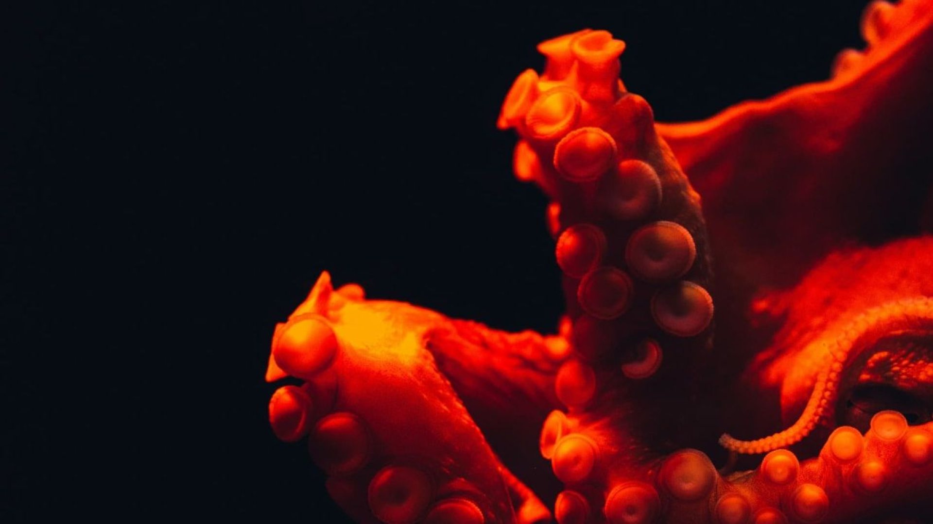 OctoGrip Biomimetic Soft Robotic System